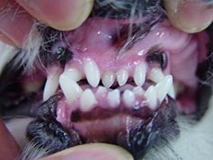 犬歯②