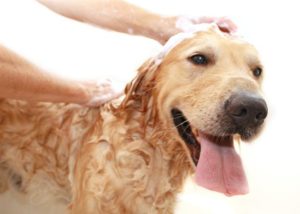 犬のシャワーの仕方