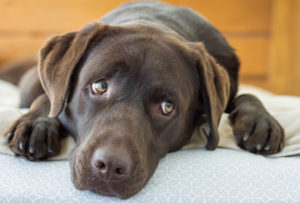 犬の嘔吐の原因と治療